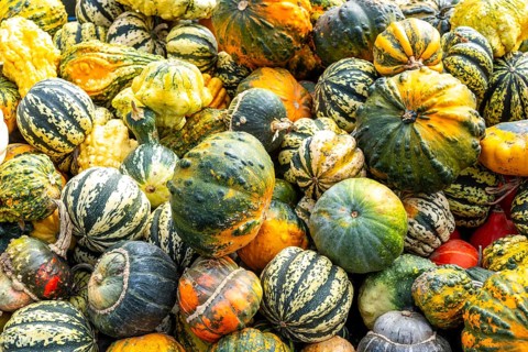 Ornamental pumpkins, at a farm market, in autumn