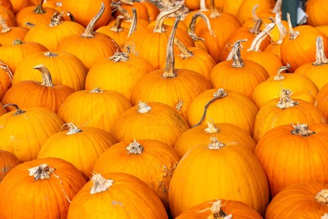 Classic Halloween pumpkins, at a farm market, in autumn