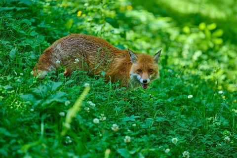 A fox crouches in a green thicket and looks ahead, red fox (Vulpes vulpes), Schleswig-Holstein,