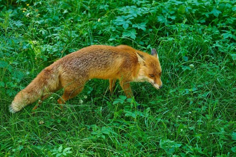 A fox moves cautiously across a lush green meadow, red fox (Vulpes vulpes), Schleswig-Holstein,