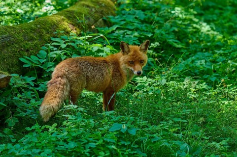 A fox looking over its shoulder in a green section of forest, red fox (Vulpes vulpes),