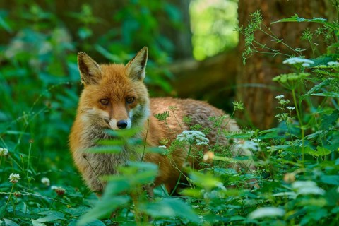 A fox peers intently out of the dense undergrowth of the forest, red fox (Vulpes vulpes),