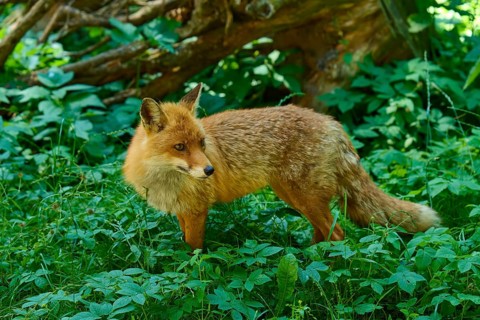 A fox stands attentively in the green undergrowth of a forest and looks to the side, red fox