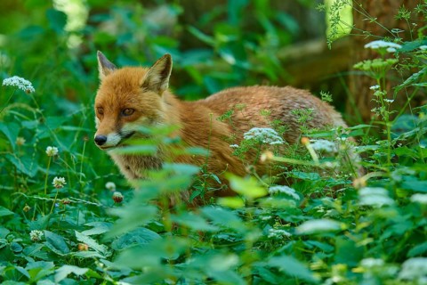 Red fox sitting in the green thicket of the forest, surrounded by dense foliage, Red fox (Vulpes
