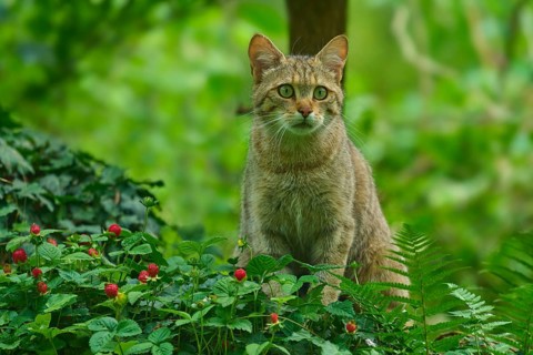 A wildcat sits on grasses and wild strawberries in the forest and looks around attentively, Wildcat