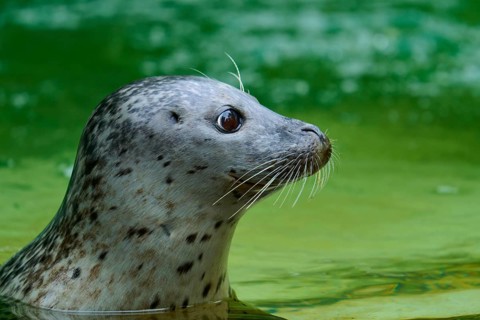 Seal in profile, swimming in green water with an attentive gaze, harbour seal (Phoca vitulina),