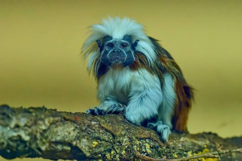 A tamarin monkey sits attentively on a tree trunk, surrounded by natural surroundings, liszt monkey