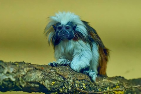 A tamarin monkey sits on a branch with a curious look in a natural environment, Liszt monkey