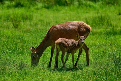 Doe and fawn grazing together in a meadow, calm and connected atmosphere, red deer (Cervus