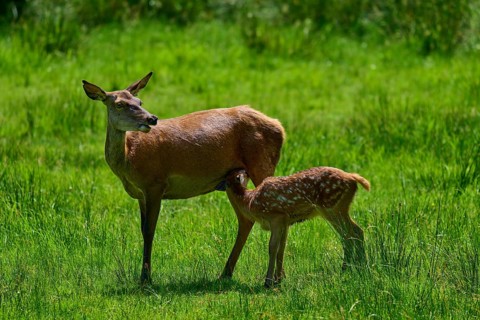Red deer (Cervus elaphus) nursing her fawn on a green meadow in natural surroundings, protective