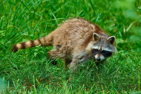 A raccoon attentively roaming the tall grass in the forest, raccoon (Procyon lotor), Hesse, Germany