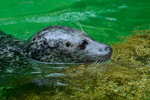 Seal swimming in green water, harbour seal (Phoca vitulina), Schleswig-Holstein, Germany