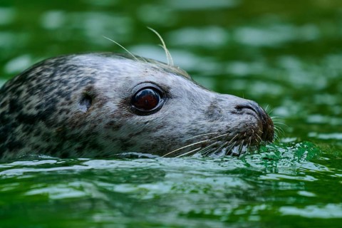 Close-up of a seal head in the water, harbour seal (Phoca vitulina), Schleswig-Holstein, Germany
