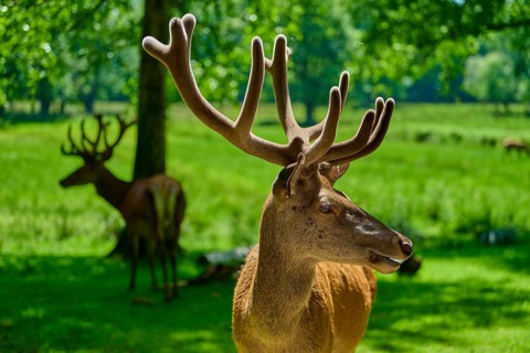 A stag with large antlers looks sideways, the summer meadow in the background, red deer (Cervus