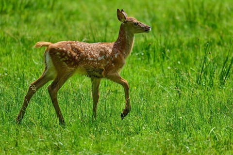 Fawn running playfully and full of joy across the summer meadow, expression of freedom, red deer