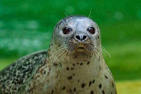 Seal head above water surface, harbour seal (Phoca vitulina), Schleswig-Holstein, Germany