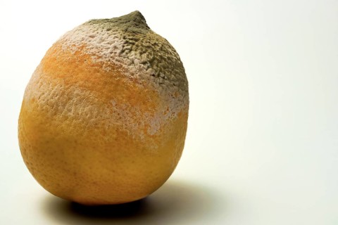 Lemon with mold covering parts of its skin, showing decay and spoilage