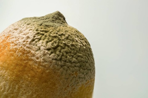 Lemon covered with green and white mold, demonstrating decay process