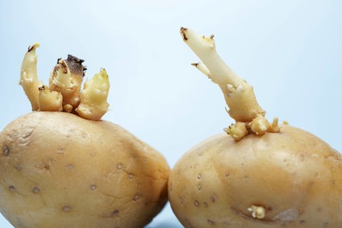 Potatoes developing sprouts, indicating new life and the start of germination