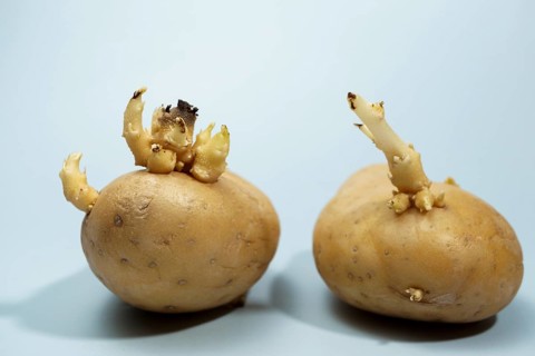 Sprouting potatoes developing shoots and roots on light background