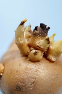 Potato showing sprouts, representing new life, growth, and the agricultural cycle