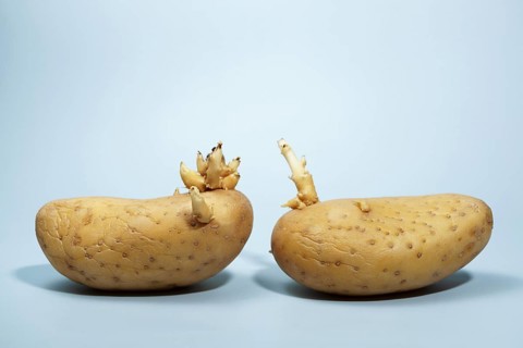 Potatoes germinating against a light blue background, representing new beginnings