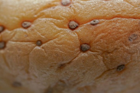Macro photography of a Wrinkled Potato skin showing decay and texture close-up