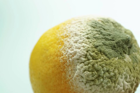 Lemon shows extensive mold growth, representing food waste and decomposition