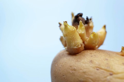 Potato tuber showing new sprouts emerging, symbolizing growth and agriculture