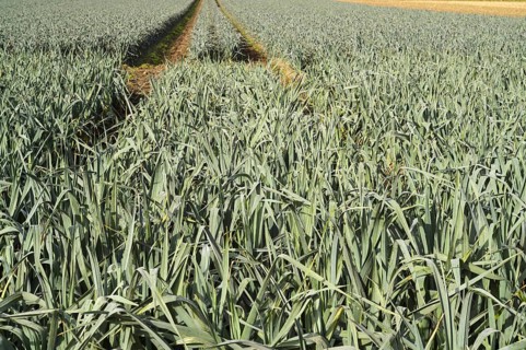 Vibrant leek field in borken, germany with visible tractor tracks leading through crops