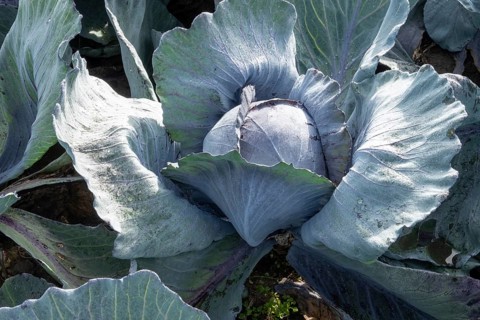 Vibrant red cabbage plant with broad green leaves growing in borken, germany