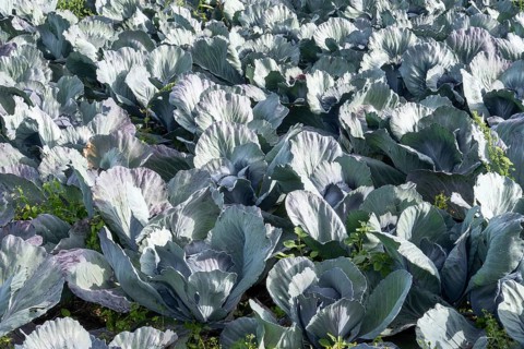Vibrant rows of cabbages growing in a fertile field under natural daylight