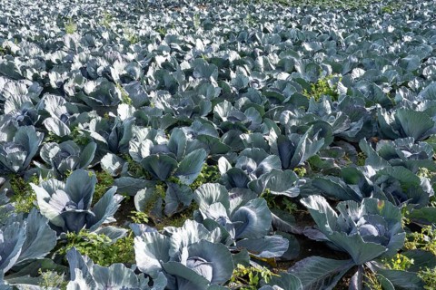 Wide view of cabbage plants growing in neat rows on farmland in borken, germany