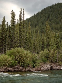Lush greenery with the Elbow River flowing beside a dense forest under an overcast sky within Bragg