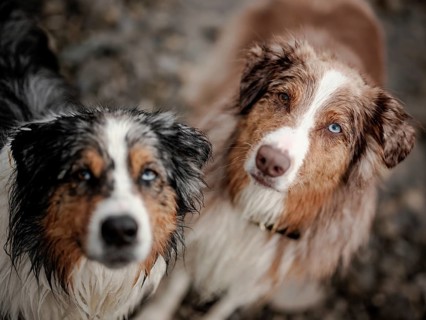 Two dogs, a Blue Merle, left and Red Merle Australian Shepherd (Canis Lupus Familiaris) with
