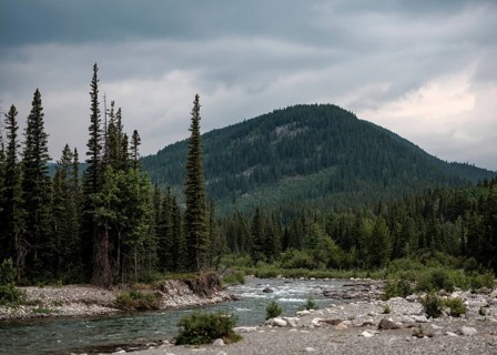 The Elbow River flows through a forest with towering evergreens and distant mountains within Bragg