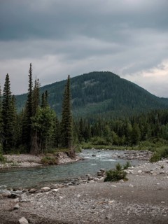 The Elbow River meanders through a dense evergreen forest beneath a cloudy sky within Bragg Creek