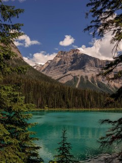 Turquoise Emerald Lake with surrounding Canadian Rocky Mountains and trees within Yoho National