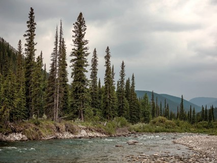 Serene river scene of the Elbow River surrounded by trees and mountains under an overcast sky