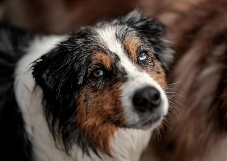 Close-up of a Blue Merle Australian Shepherd (Canis Lupus Familiaris) dog with blue eyes and wet