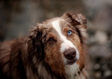 Close-up of an Red Merle Australian Shepherd (Canis Lupus Familiaris) dog with heterochromia eyes