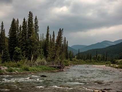 The Elbow River winds through a forest beneath towering evergreens and distant mountains within