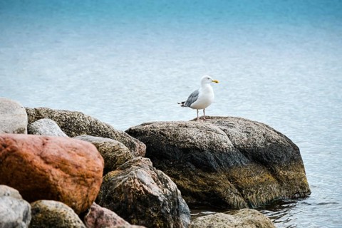 Seagull by the sea in Niendorf, Timmendorfer Strand, Schleswig-Holstein, Germany