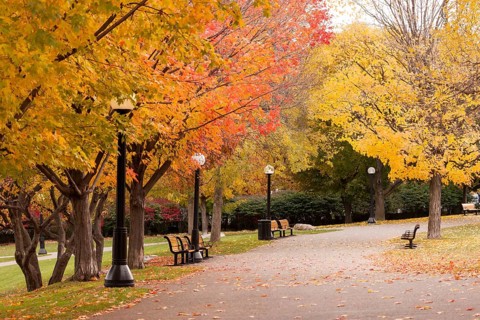 Autumn scene in a park with colorful trees lining a quiet path with benches in Ottawa, Ontario,