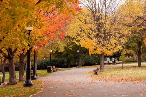 A serene park during autumn with vibrant foliage and empty benches along a paved path in Ottawa,