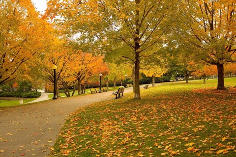 Serene park scene with a pathway covered in colorful autumn leaves in Ottawa, Ontario, Canada,