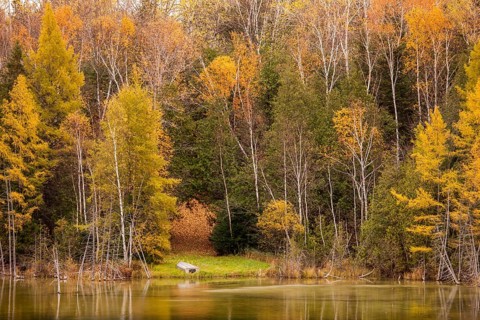 Bright autumn forest with a small pond and colorful reflections in Ottawa, Ontario, Canada, North