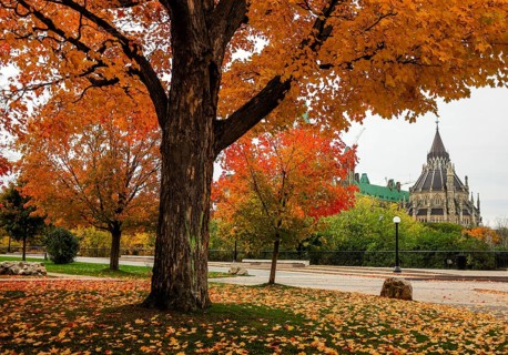 Big autumn tree with colorful leaves, set against the backdrop of the Canadian Parliament Building,