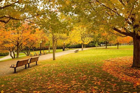 An autumnal park scene with benches and a pathway, framed by colorful tree foliage, exuding