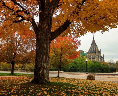 Vibrant autumn tree with colorful foliage in front of the gothic style Canadian Parliament